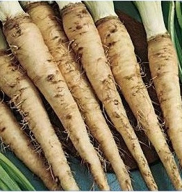 Mammoth Sandwich Island Salsify - Holmes Seed Company