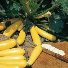 Burpee Golden Zucchini Summer Squash Seeds | Holmes Seed Company