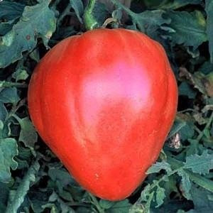 Oxheart Tomato Seeds | Holmes Seed Company