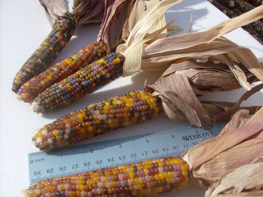rainbow corn mini