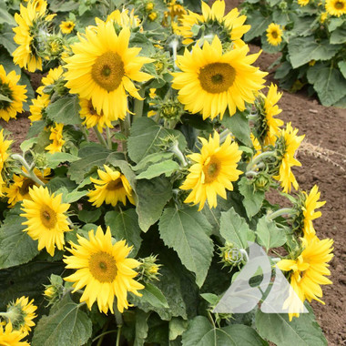 Carousel Sunflower | Holmes Seed Company