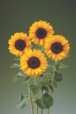 Sunrich Provence Summer F1 Sunflower | Holmes Seed Company