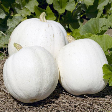 Casper Pumpkin - Untreated - Holmes Seed Company