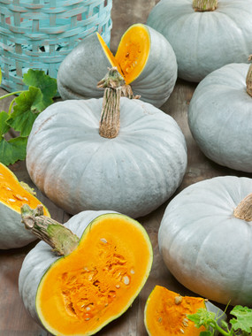 ★BLUE ELEPHANT★ ZENON pumpkin Blue Elephant- ZENON pumpkin – Danzzac