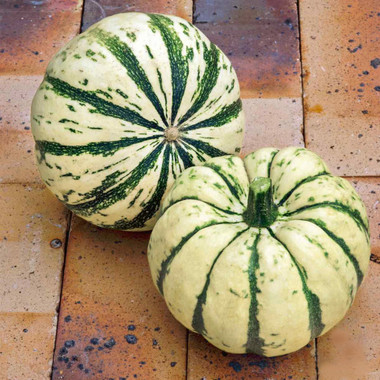 3100_Ruffian_F1_Pumpkin__95337