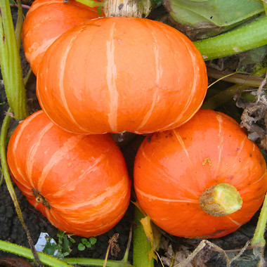 Orange Cutie Pumpkin Seeds | Holmes Seed Company