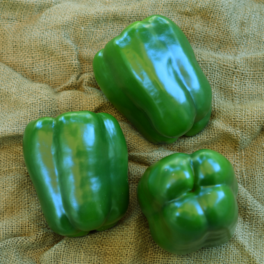 Antebellum X10R® Bell Pepper Seeds | Holmes Seed Company