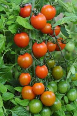 Orange Zinger Tomato Seeds | Holmes Seed Company