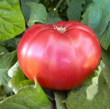 4169_Giant_Belgium_Pink_Tomato