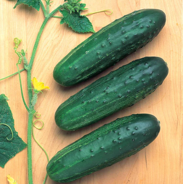 Cross Country F1 Cucumber | Holmes Seed Company