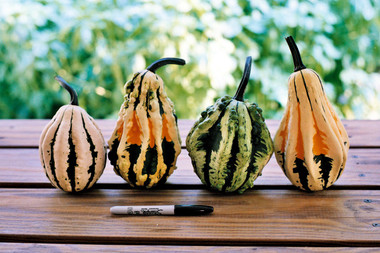 Super Wings - Large F1 Gourd | Holmes Seed Company