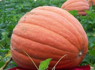 3322_Big_Max_Pumpkin__93493.