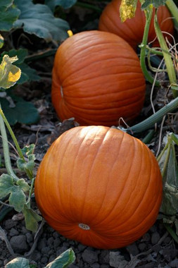 Hijinks Pumpkin Seeds | Holmes Seed Company