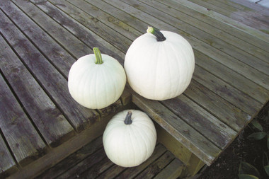 pumpkinホワイト キャビネット Cotton Candy Pumpkin | Holmes Seed Company
