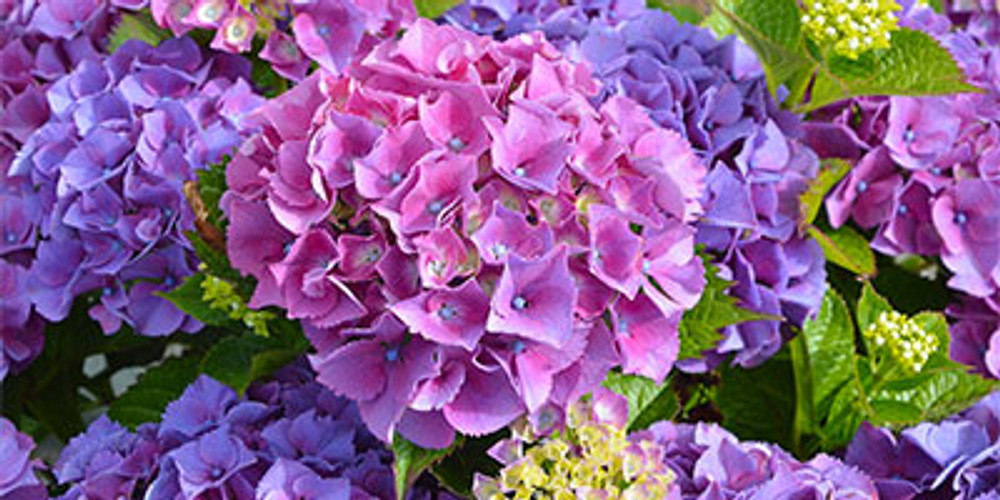 How to Care for Hydrangeas