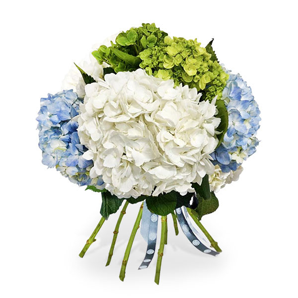 Box of Roses Delivery Rose Box London Roses Box Delivery UK