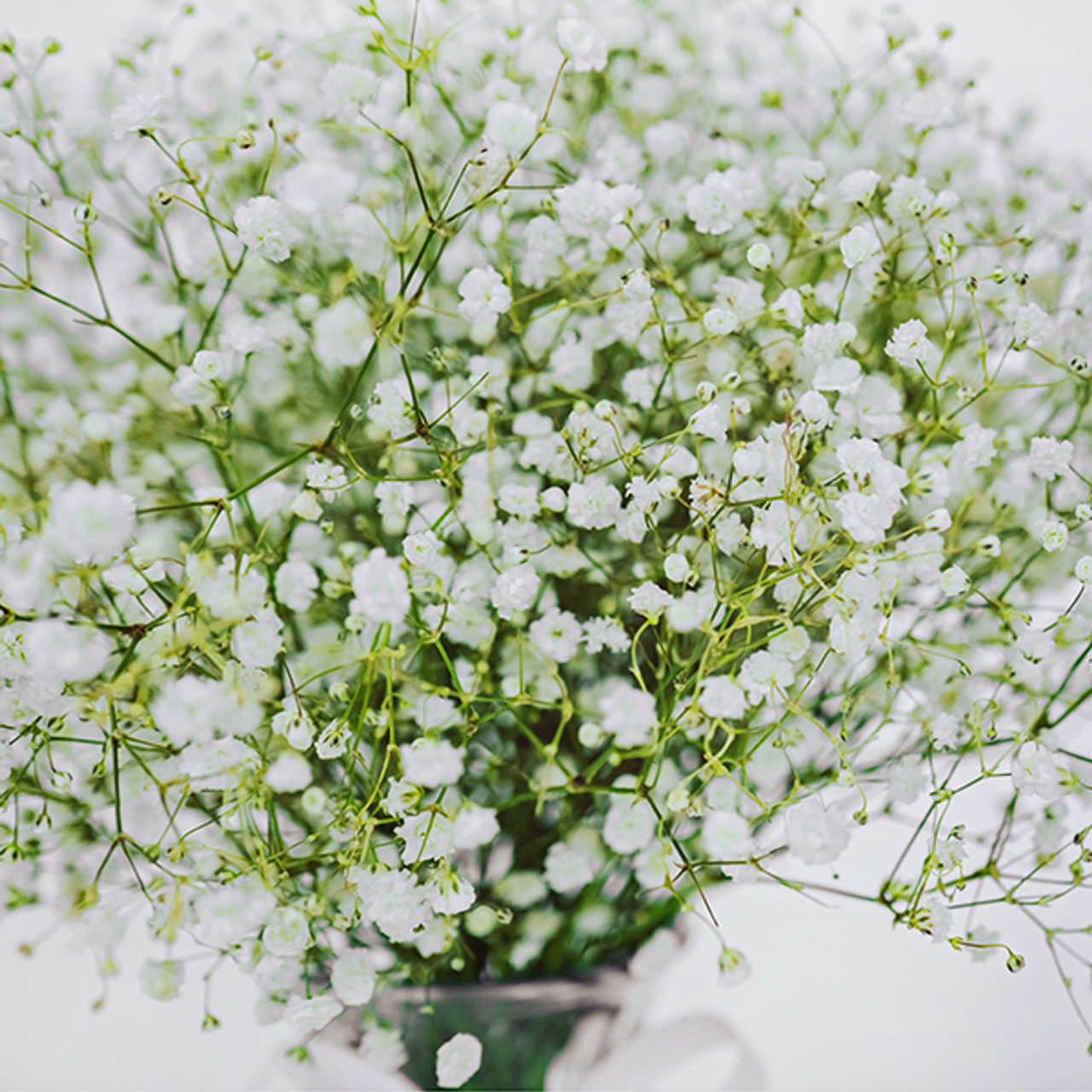 Gypsophila-Baby's breath (Fillers) – Amodhini Flowers