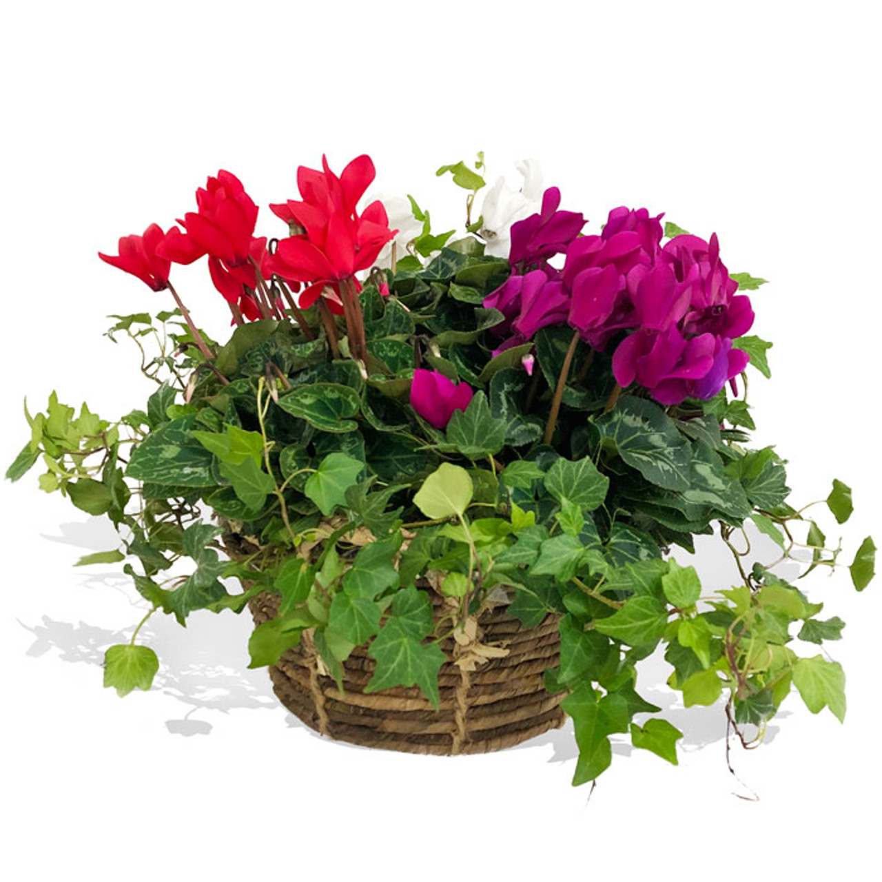 Potted Plant Gift | Send Plant as a Gift Online
