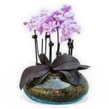 Orchids In A Fish Bowl (Out of stock)