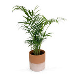 Potted Kentia Palm