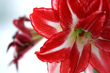 How to Care for Amaryllis Flowers - Tips & Tricks