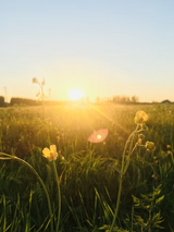 March birth flowers and their meanings