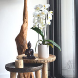 Orchid Care Guide