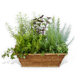Planted Gifts - Plants as Gifts Delivery by Flower Station