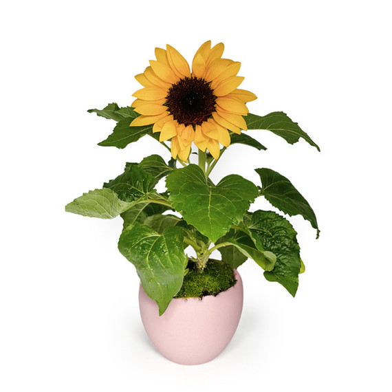 Sunflower Plant in Pink Pot