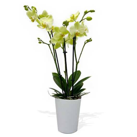 Medium Yellow Orchid