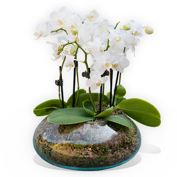 White Orchidea Vase [OUT OF STOCK]
