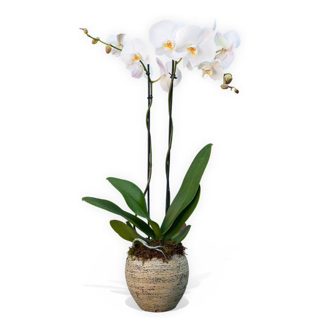 double stem white orchid