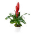 Potted Bromelia