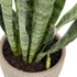 Sansevieria Zeylanica