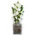 White Dendrobium