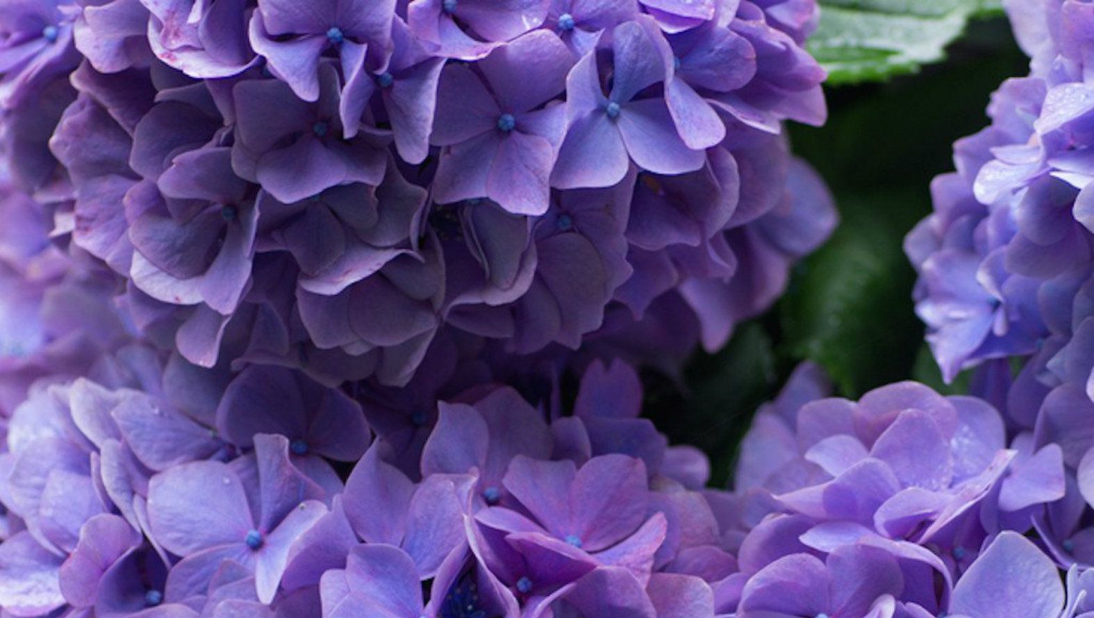 antique-flower-basket.jpg