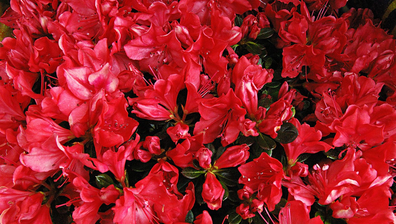 black-and-red-flowers.jpg black-and-red-flowers.jpg