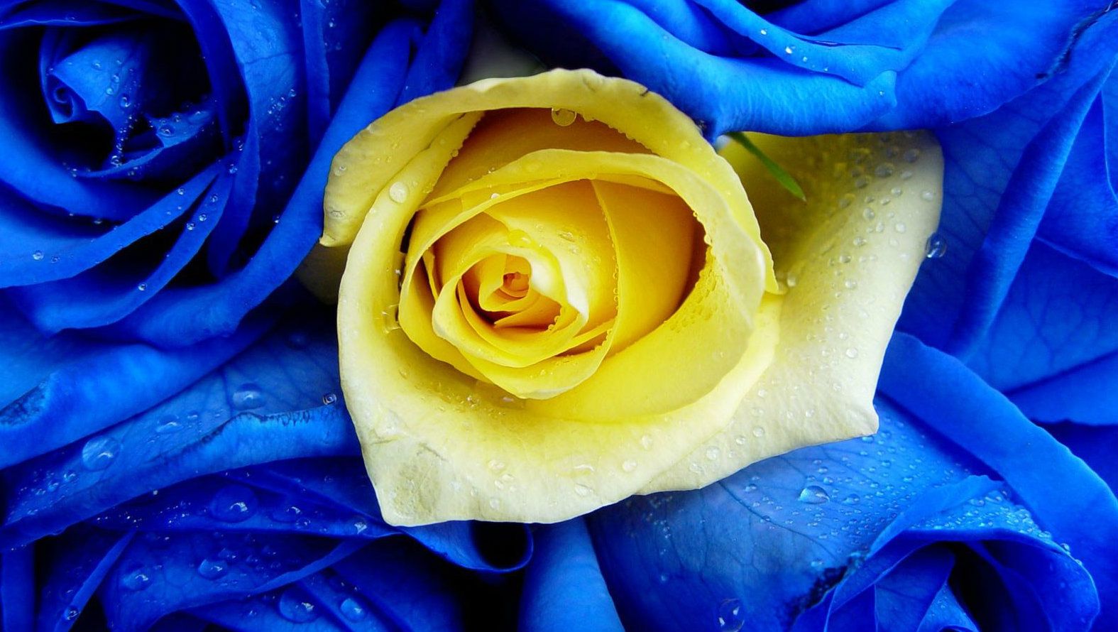 Blue And Yellow Funeral Wreath Funeral Flower Arrangements