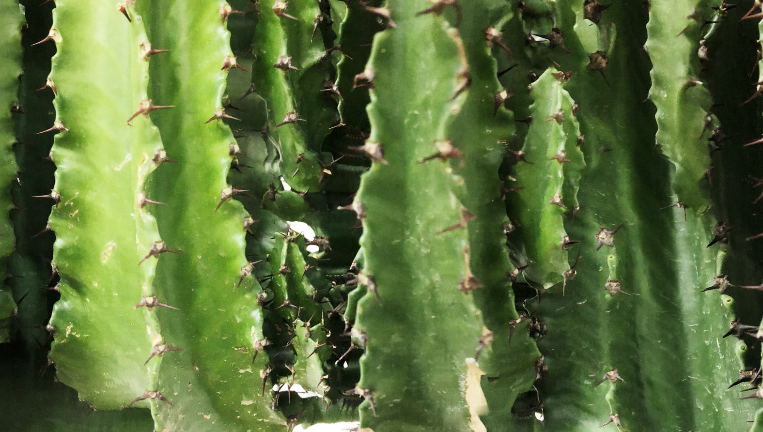 cactus-2-full-min.jpg cactus-2-full-min.jpg