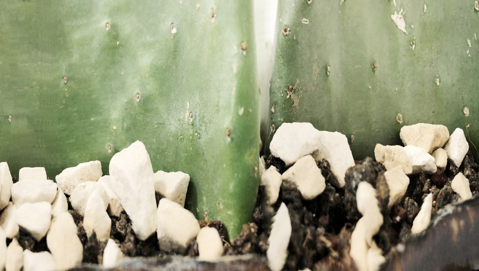 cactus1-full-min.jpg cactus1-full-min.jpg