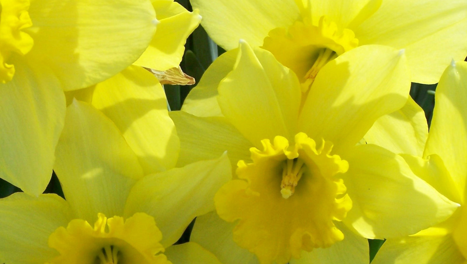 daffodil.jpg daffodil.jpg