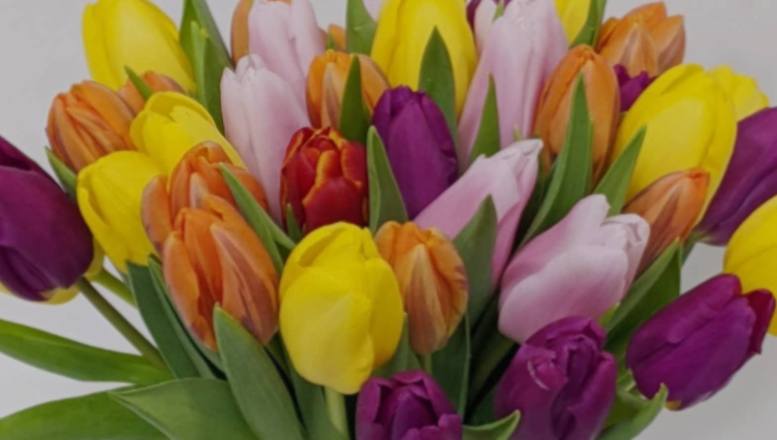 flash-tulips-full.jpg