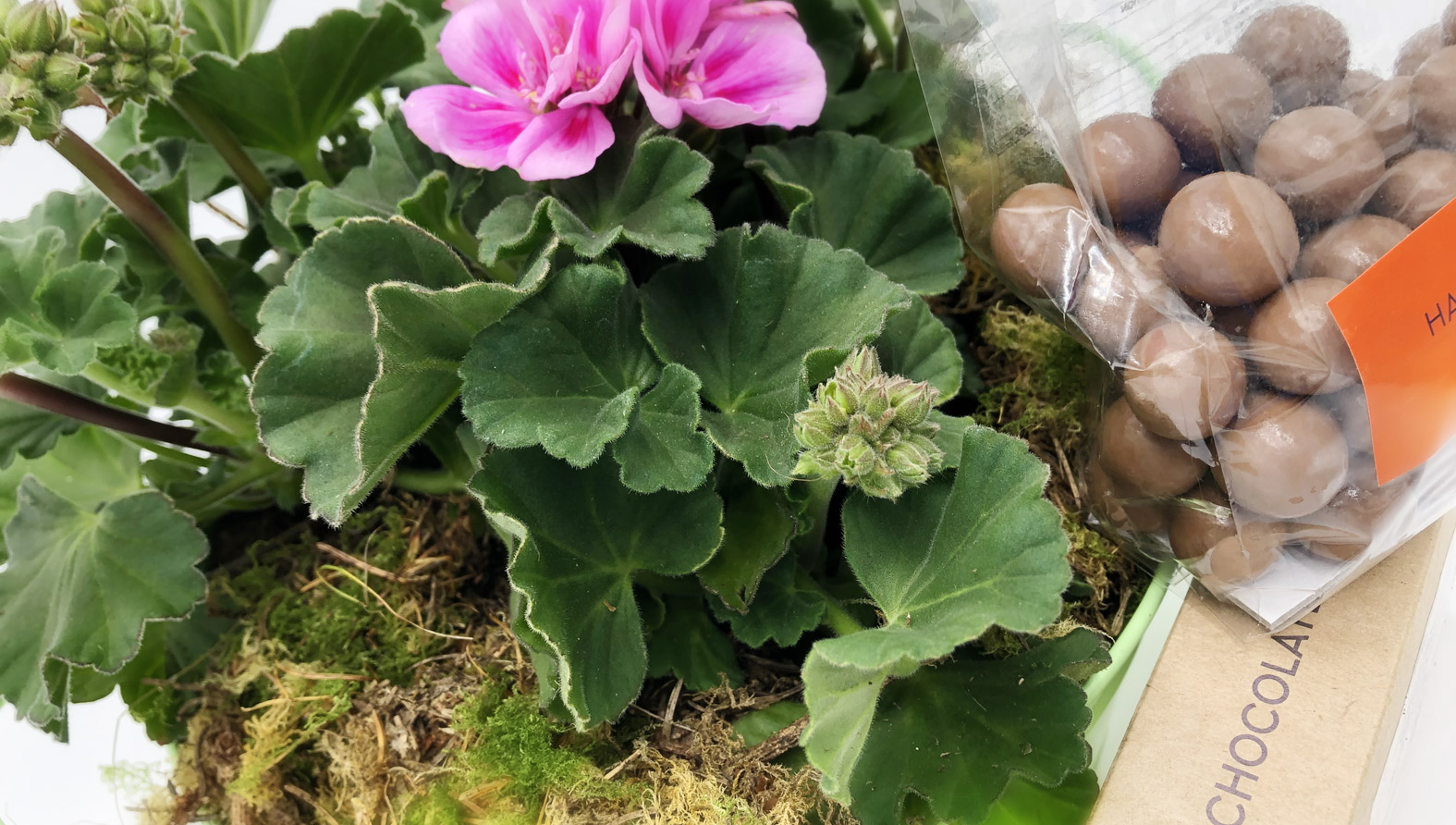 geranium-web-full.jpg geranium-web-full.jpg
