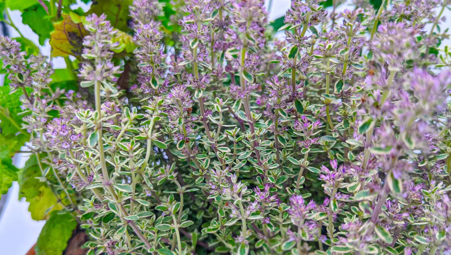 herbspot-web-full.jpg herbspot-web-full.jpg