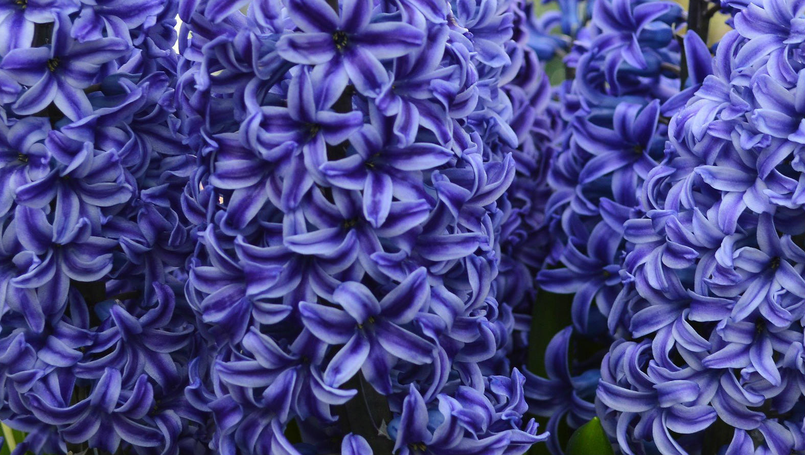 hyacinth.jpg hyacinth.jpg
