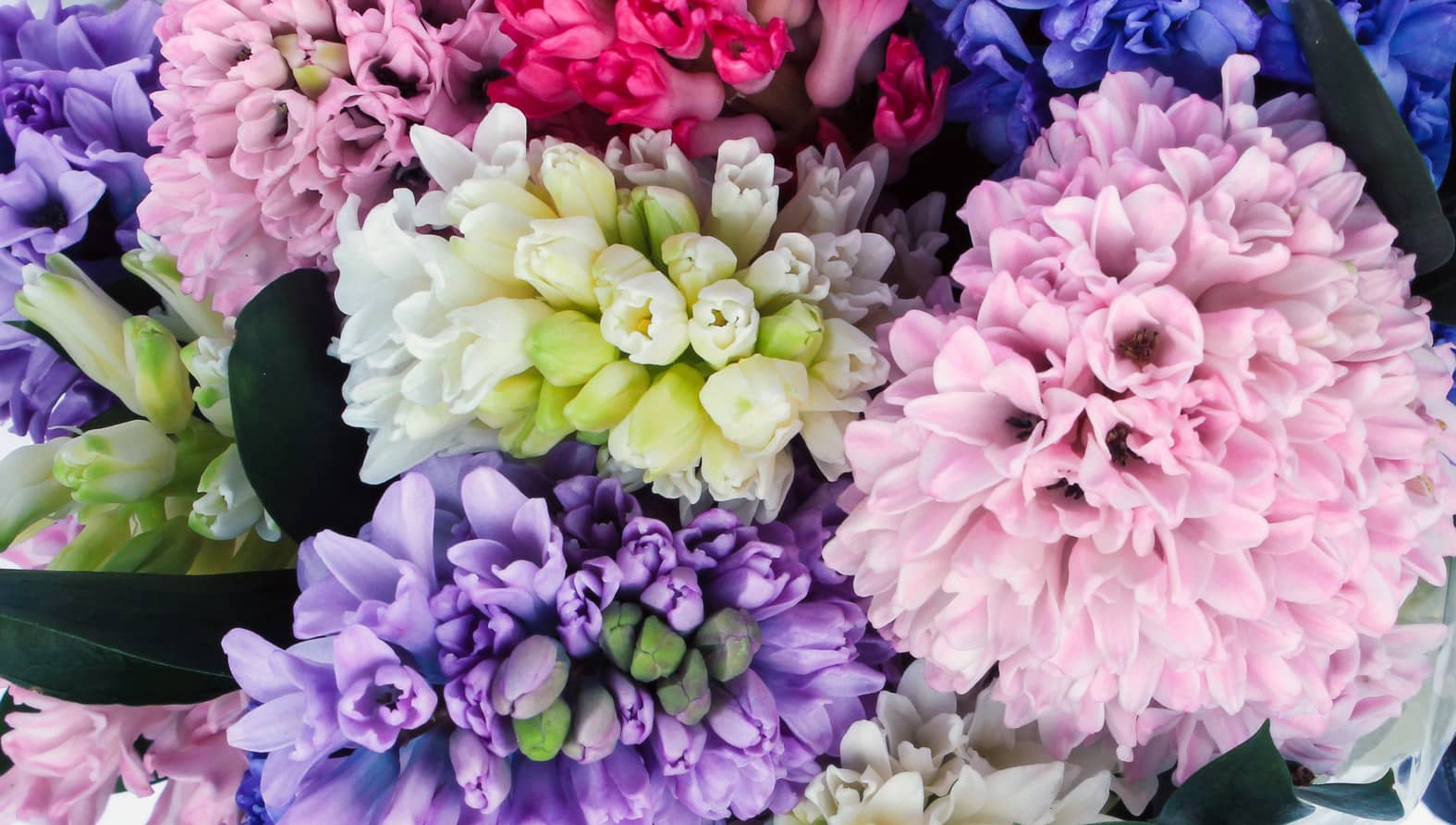 hyacinths-web-full-compressed.jpg