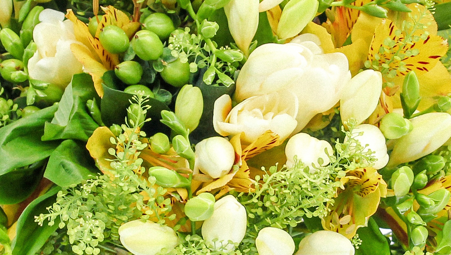 lemon-and-lime-closeup.jpg lemon-and-lime-closeup.jpg