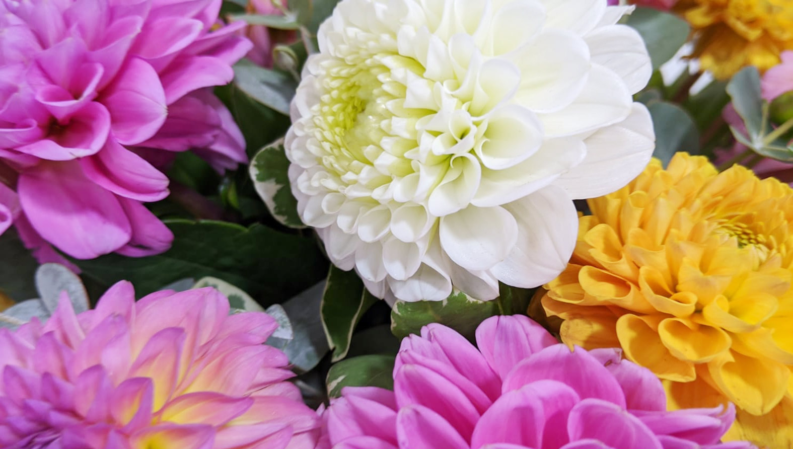lovely-dahlia-header-full-size.jpg lovely-dahlia-header-full-size.jpg