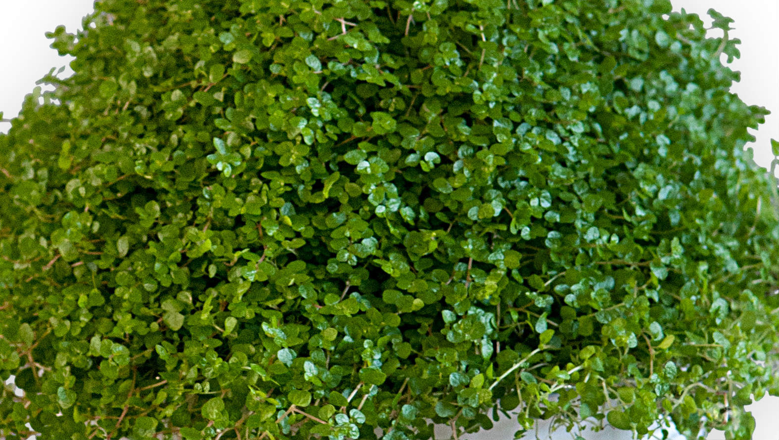 mind-your-own-business-plant.jpg mind-your-own-business-plant.jpg
