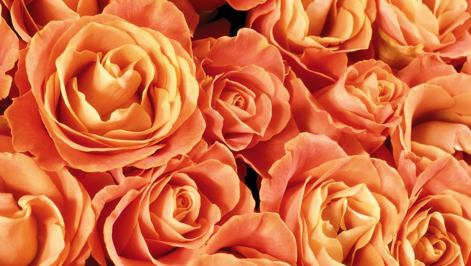 orange-roses-fs.jpg